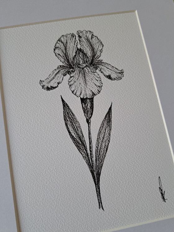 Image 1 of Illustration Iris original black frame