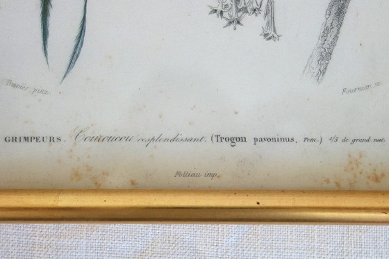 Image 1 of 5 incisioni antiche di uccelli incorniciate
