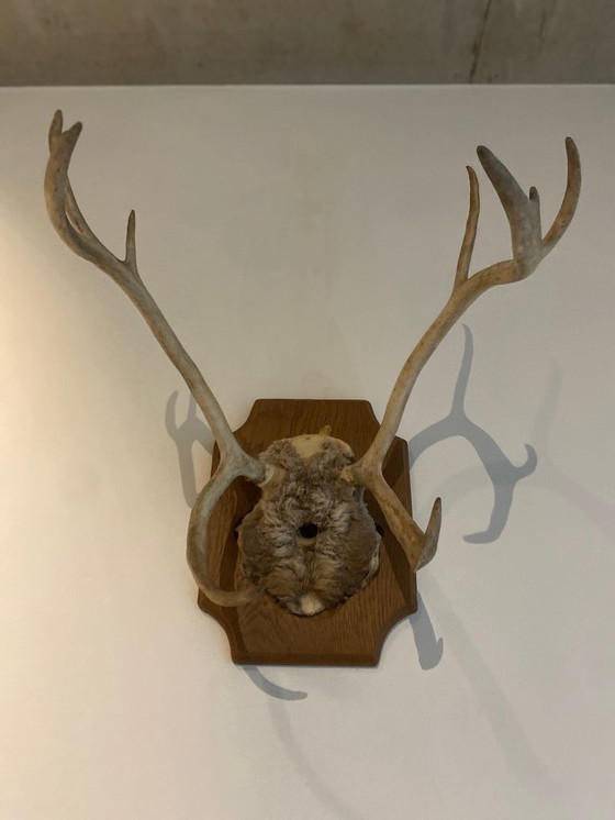 Image 1 of Corna di cervo su scudo di legno – trofeo di caccia d'epoca, XX secolo