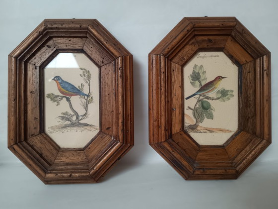 Image 1 of Exposition italienne d'une fauvette mélodieuse et d'un serin d'Europe.