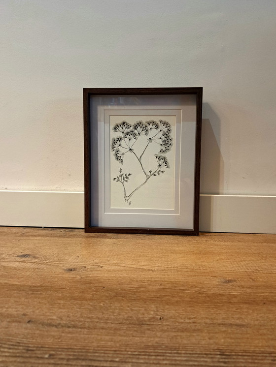 Image 1 of Original botanical illustration Thapsia umbellifer in frame