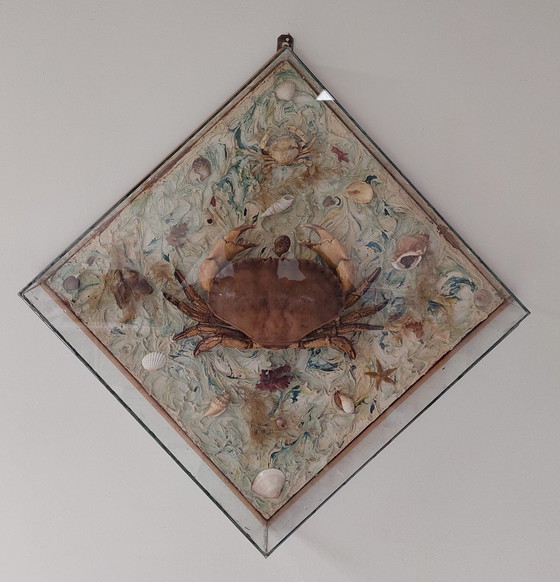 Image 1 of Mounted crab in display case