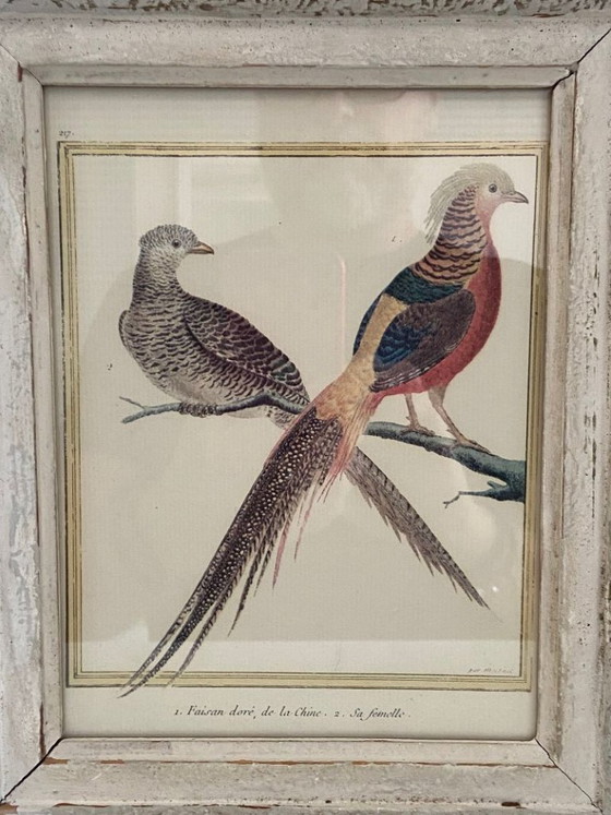 Image 1 of Engraving, Drawing, Sketch: Pair of Chinese Golden Pheasants by François-Nicolas Martinet