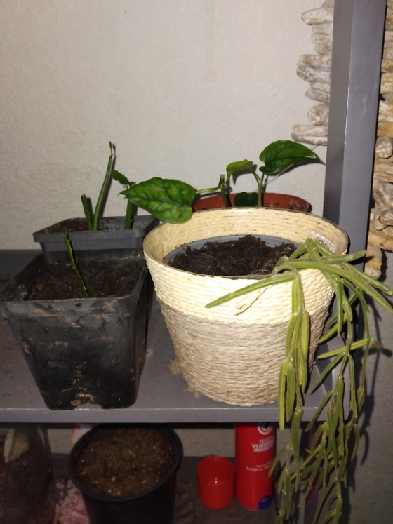 Caja de Esquejes – Regalos, Other (photo 2 of 5)