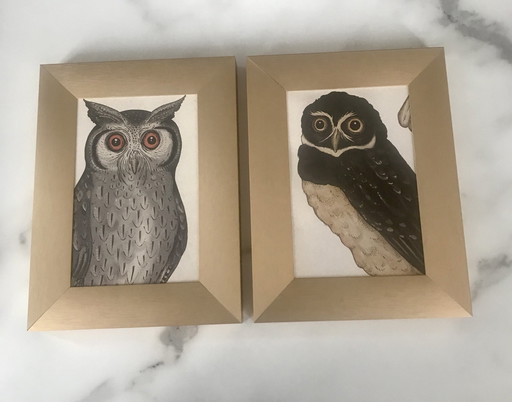 Set van 2 ingelijste uil dierenillustraties