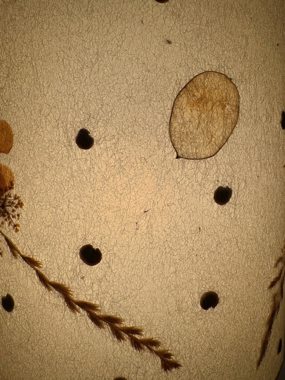 Image 1 of Ramshoorn Lamp 60