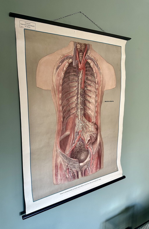 Vintage anatomische lithografie