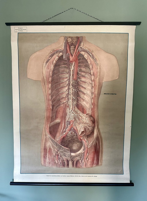 Vintage anatomische lithografie