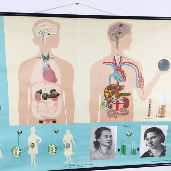 Image 1 of Vintage educatieve poster over hormonen door Jung-Koch Quentell, 1970