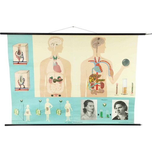 Vintage educatieve poster over hormonen door Jung-Koch Quentell, 1970