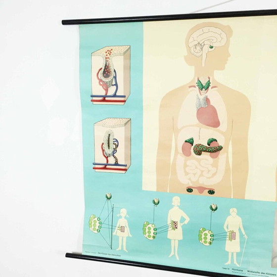 Image 1 of Vintage educatieve poster over hormonen door Jung-Koch Quentell, 1970