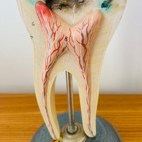 Image 1 of Vintage gevild die een houten tand voorstelt