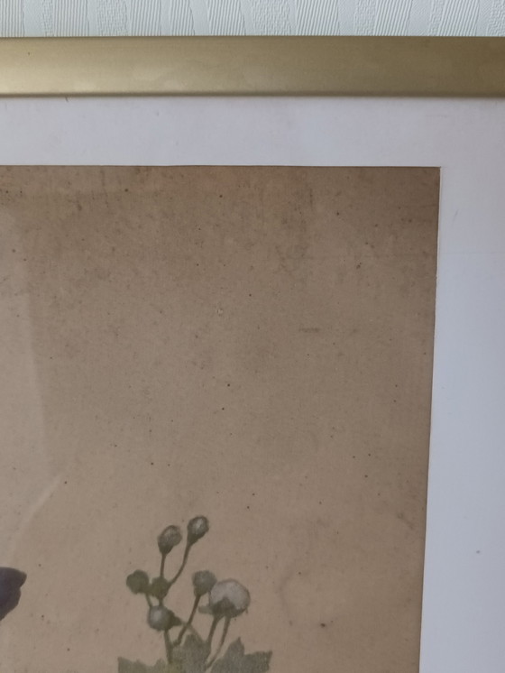 Image 1 of Antiek ingelijst vogelgravure