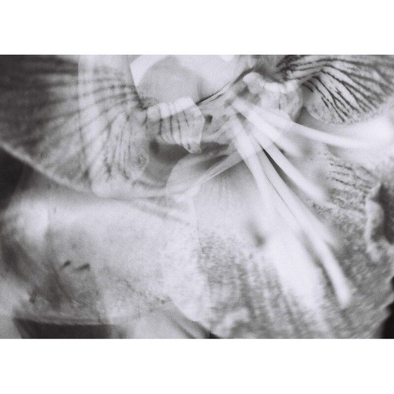 Image 1 of Vintage schilderij Mouvements Naturels 09 van Meïdhy Bichon, 2019