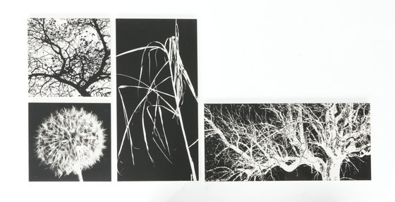 Image 1 of 4x monochrome prints op houten panelen