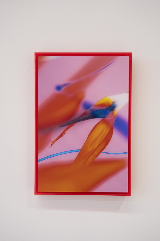 Image 1 of Lilxlylilxly - Fotografie kunst in plexiglas lijst serie titel: RED