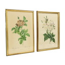 Ingelijste Botanische Kaarten P.J. Redouté