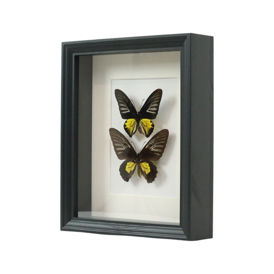 Image 1 of Ingelijste Vlinders Golden Birdwing