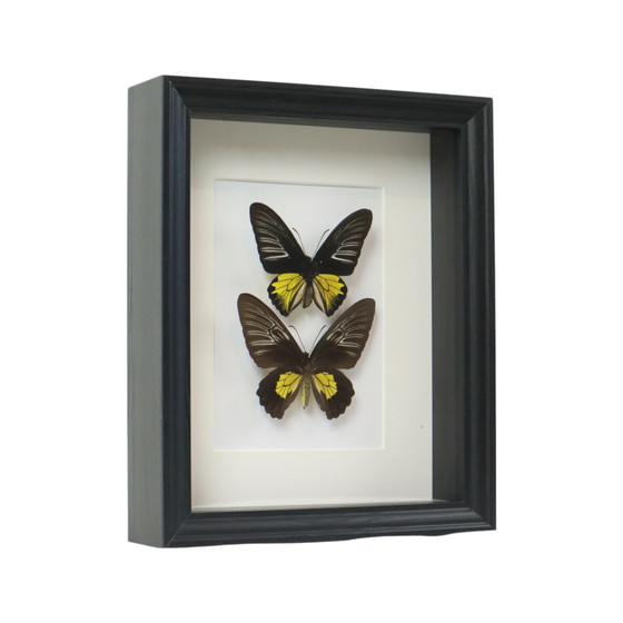 Image 1 of Ingelijste Vlinders Golden Birdwing