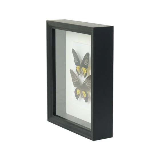 Image 1 of Ingelijste Vlinders Golden Birdwing