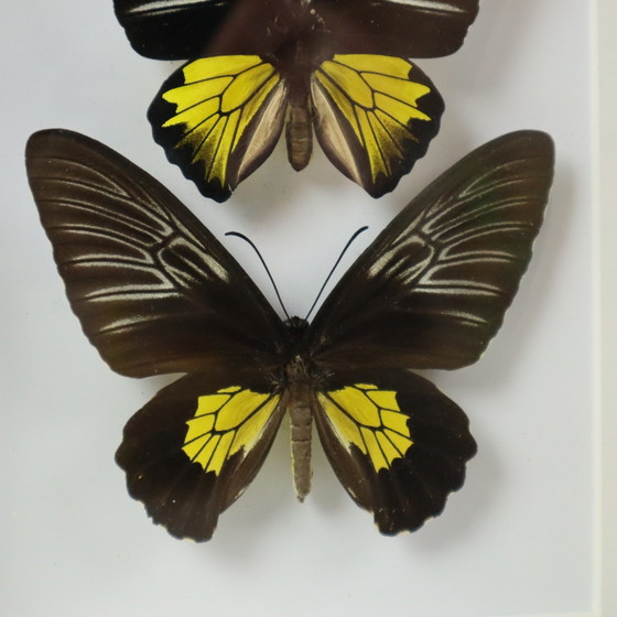 Image 1 of Ingelijste Vlinders Golden Birdwing