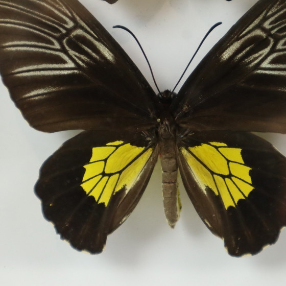 Image 1 of Ingelijste Vlinders Golden Birdwing