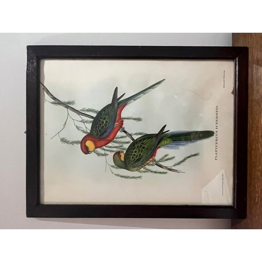 Vintage litho door Gould en Richter