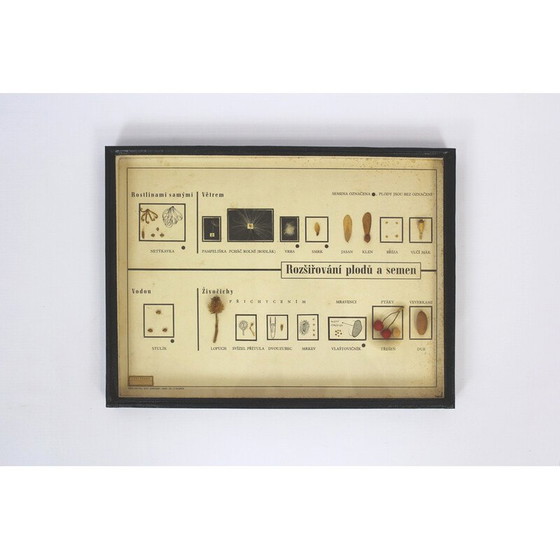 Image 1 of Vintage schoolkaart "Zaadjes verspreiden", Tsjecho-Slowakije 1960