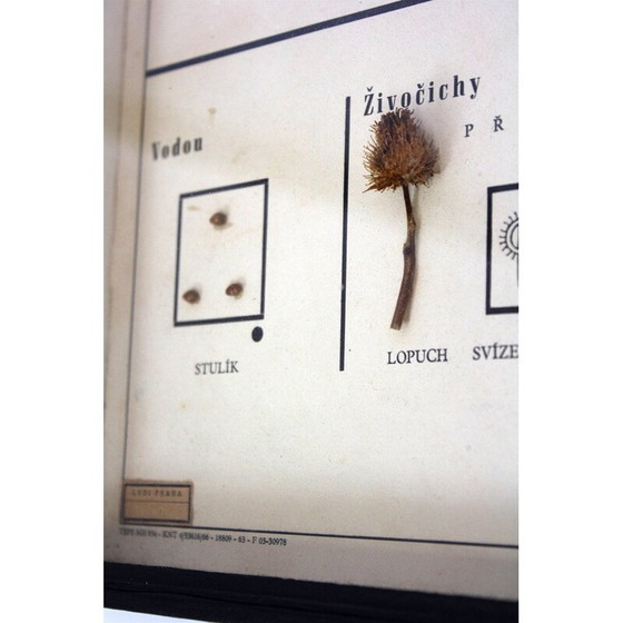 Image 1 of Vintage schoolkaart "Zaadjes verspreiden", Tsjecho-Slowakije 1960