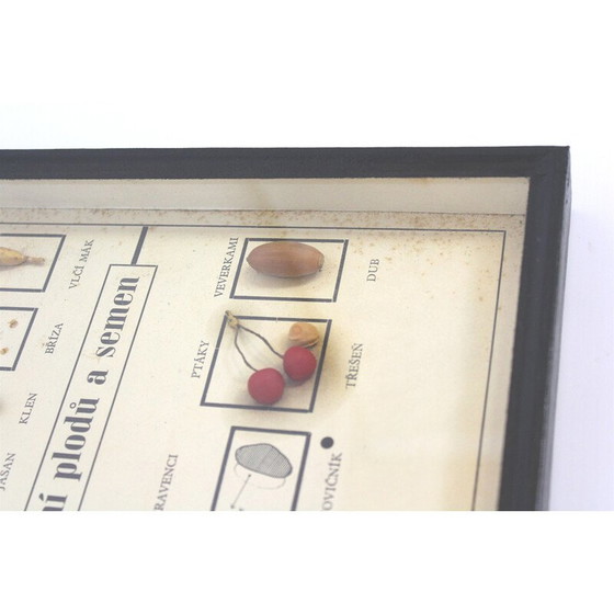 Image 1 of Vintage schoolkaart "Zaadjes verspreiden", Tsjecho-Slowakije 1960