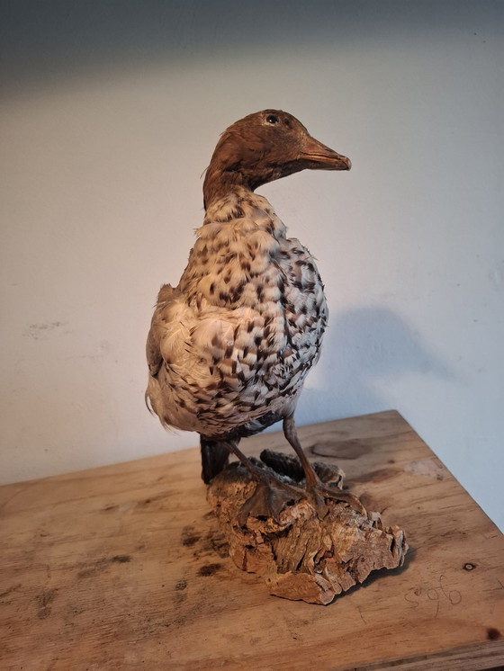 Image 1 of Opgezette Kleine Rietgans - Vintage Taxidermie 