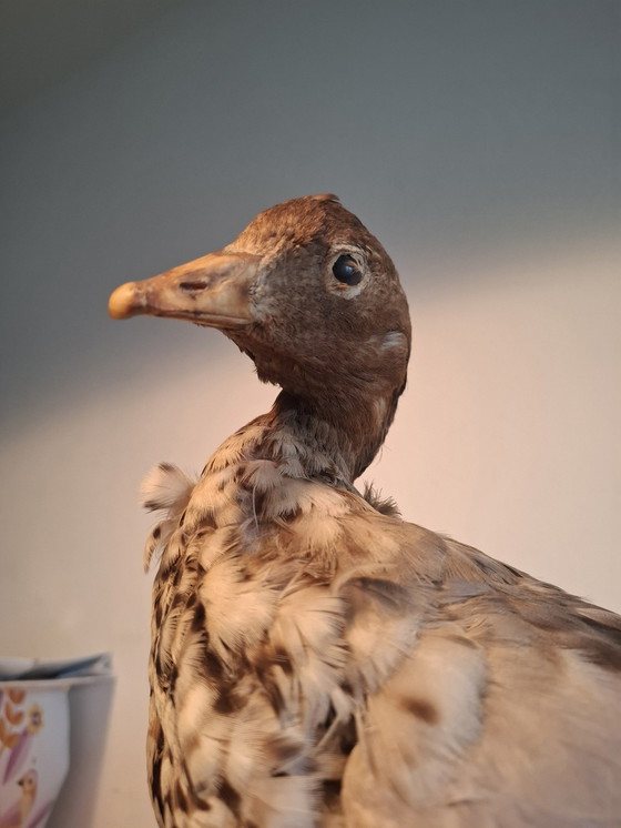 Image 1 of Opgezette Kleine Rietgans - Vintage Taxidermie 