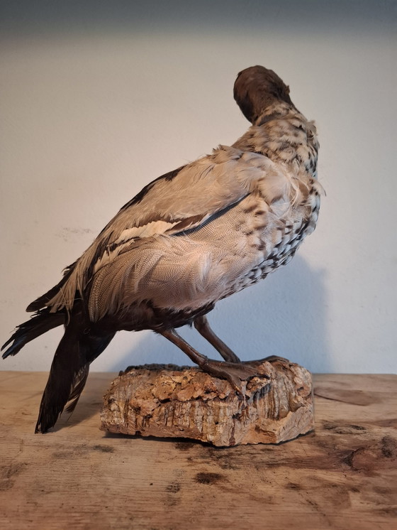 Image 1 of Opgezette Kleine Rietgans - Vintage Taxidermie 