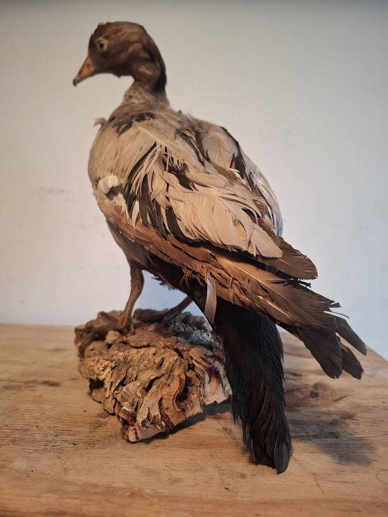 Image 1 of Opgezette Kleine Rietgans - Vintage Taxidermie 