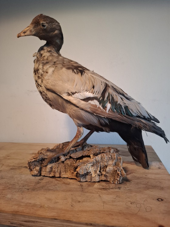 Image 1 of Opgezette Kleine Rietgans - Vintage Taxidermie 