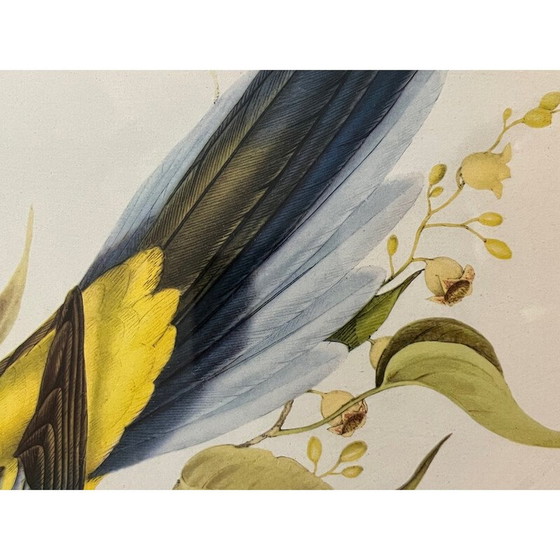 Image 1 of Vintage litho van John en Elizabeth Gould