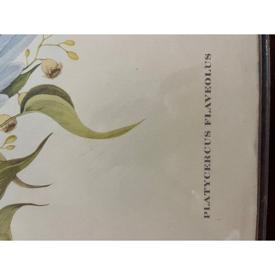 Image 1 of Vintage litho van John en Elizabeth Gould