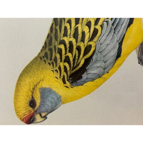 Image 1 of Vintage litho van John en Elizabeth Gould