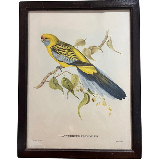 Vintage litho van John en Elizabeth Gould