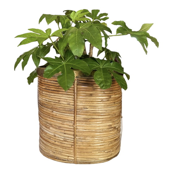 Image 1 of Vintage Italiaanse plantenbak