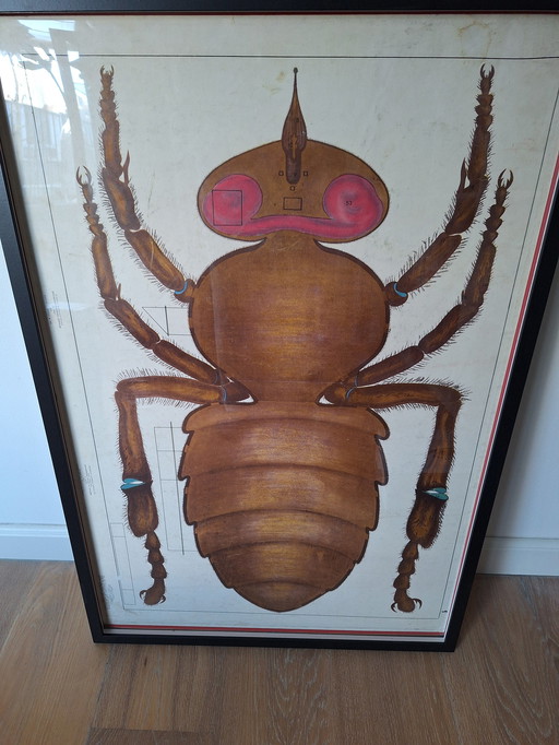 Vintage Sovjetschoolplaat Insect 