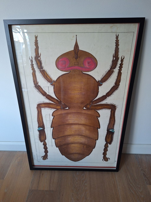 Vintage Sovjetschoolplaat Insect 