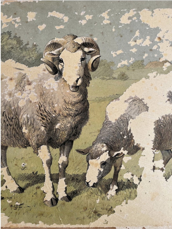 Image 1 of Antik Schoolkaart Illustratie, Dubbelzijdig, Varken/Viggetje En Schaap/Lammetje, Litho, Boerderijleven, Shabby Chic