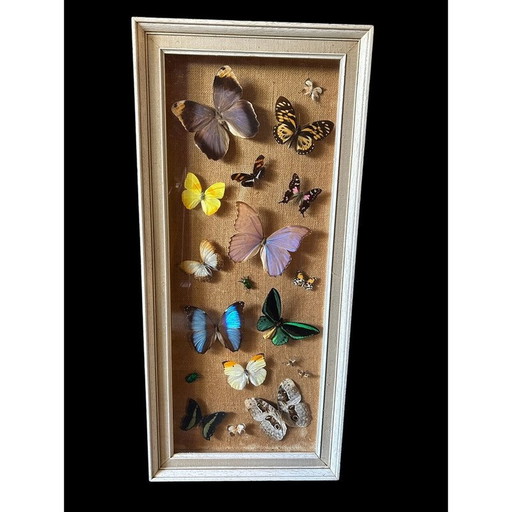 Vintage houten lijstschilderij met verschillende soorten vlinders, 1950