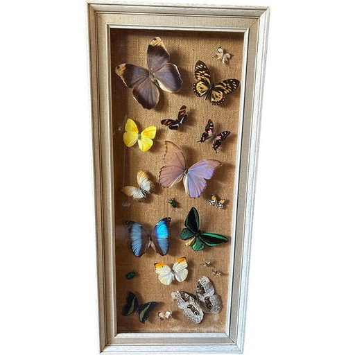 Vintage houten lijstschilderij met verschillende soorten vlinders, 1950