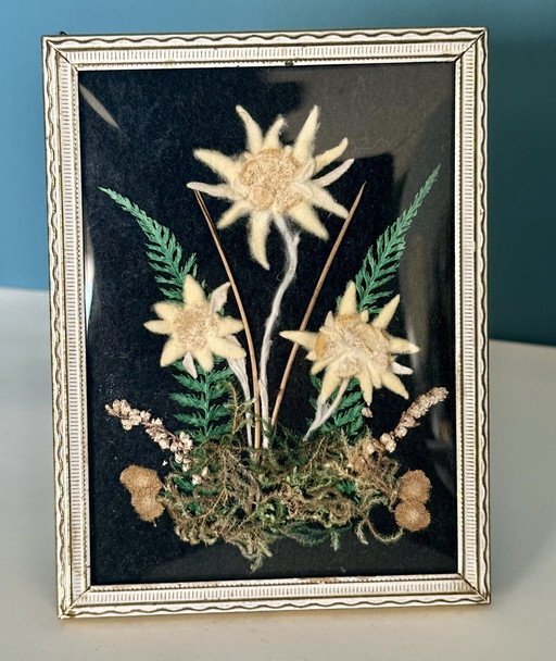 Vintage ingelijste Edelweiss