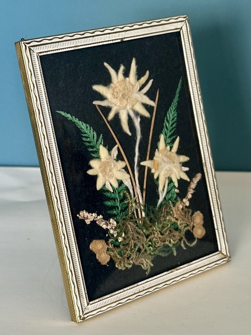 Vintage ingelijste Edelweiss