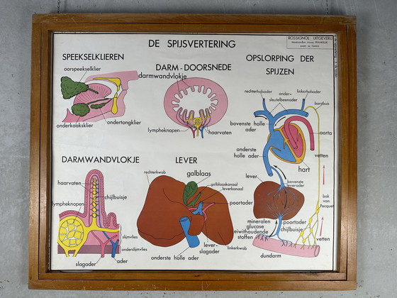 Image 1 of 22x vintage schoolplaten ‘anatomie’ in wisselkader