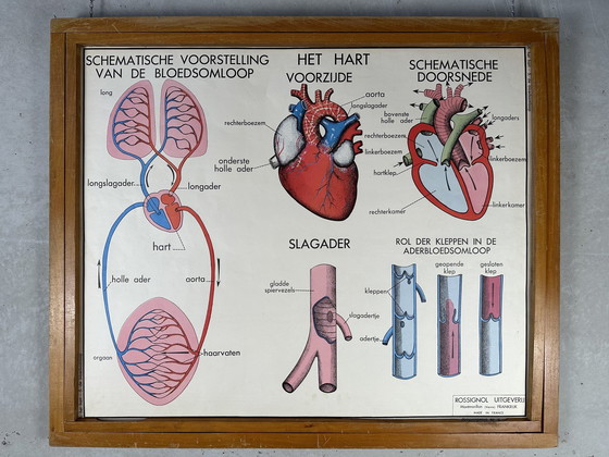 Image 1 of 22x vintage schoolplaten ‘anatomie’ in wisselkader