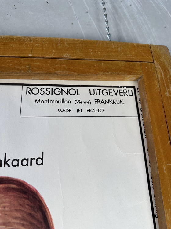 Image 1 of 22x vintage schoolplaten ‘anatomie’ in wisselkader